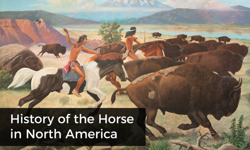 History of the Horse in North America