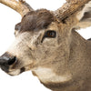 Record Book Mule Deer Shoulder Mount
