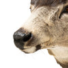 Record Book Mule Deer Shoulder Mount