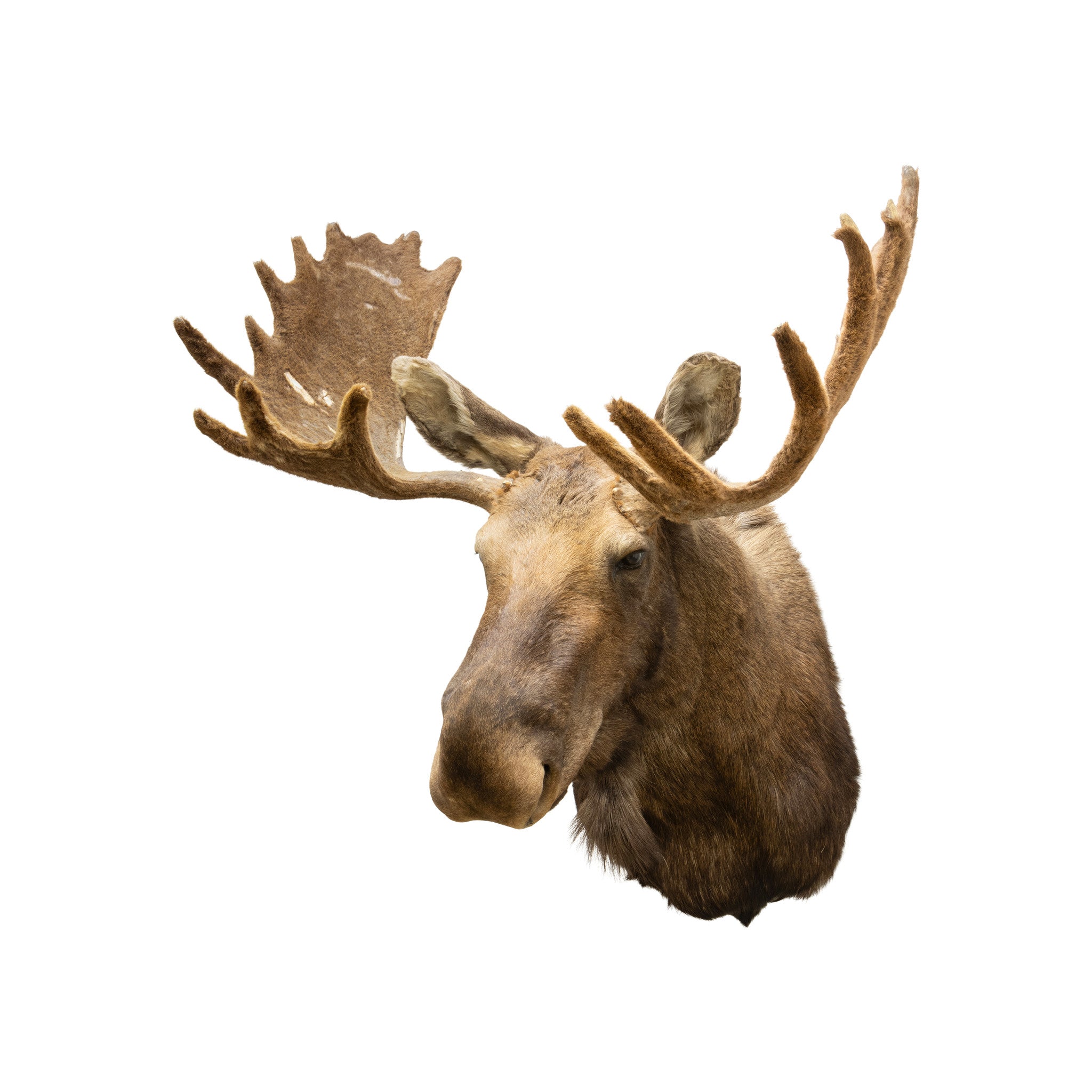 Yukon Moose Mount, Furnishings, Taxidermy, Moose