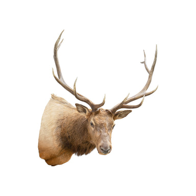 Idaho 6 x 6 Elk Mount, Furnishings, Taxidermy, Moose