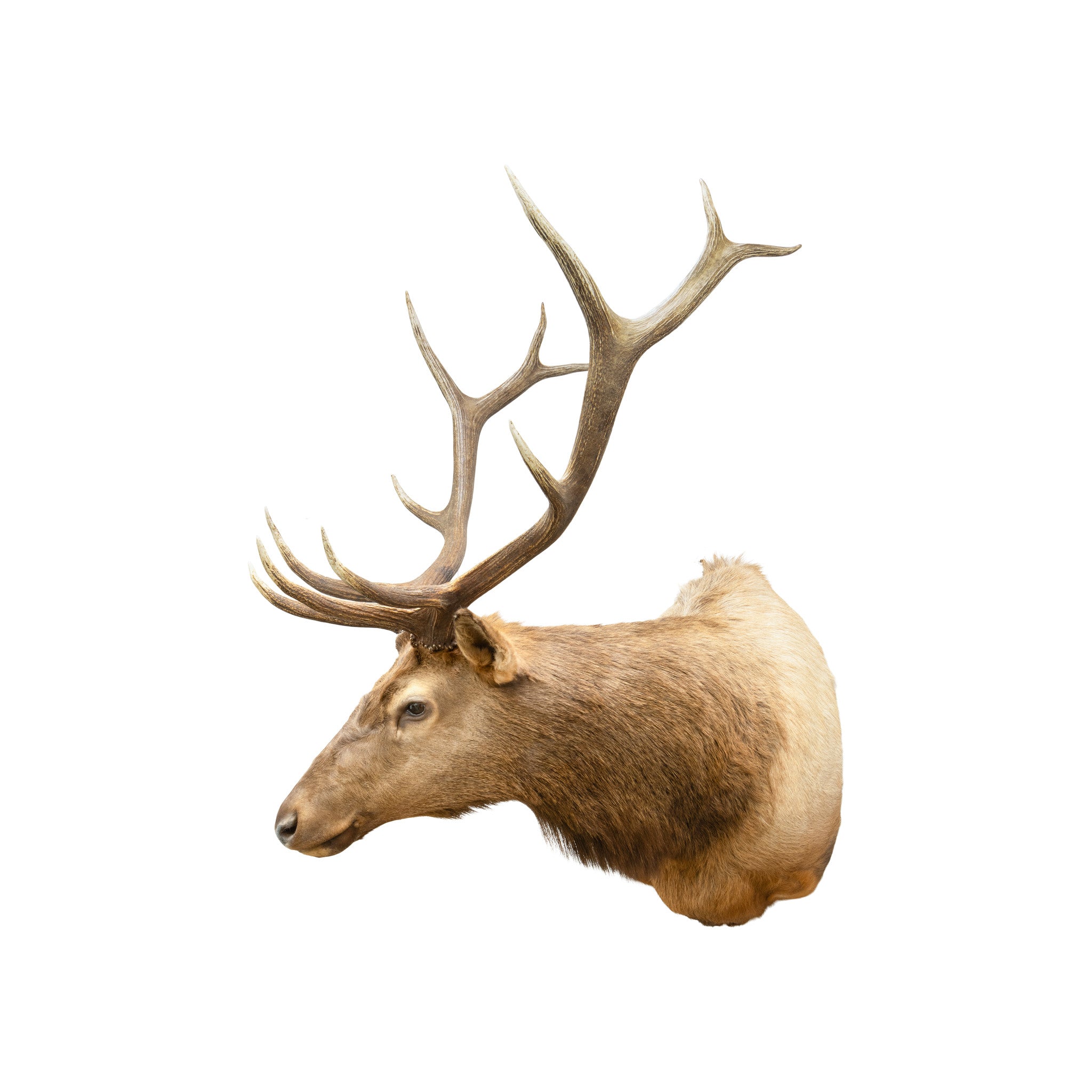 Idaho 6 x 6 Elk Mount