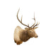 Idaho 4 x 4 Elk Mount, Furnishings, Taxidermy, Elk
