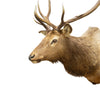 Idaho 4 x 4 Elk Mount