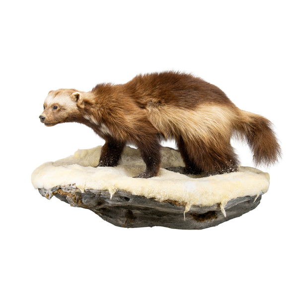 Wolverine Full Mount, Furnishings, Taxidermy, Other
