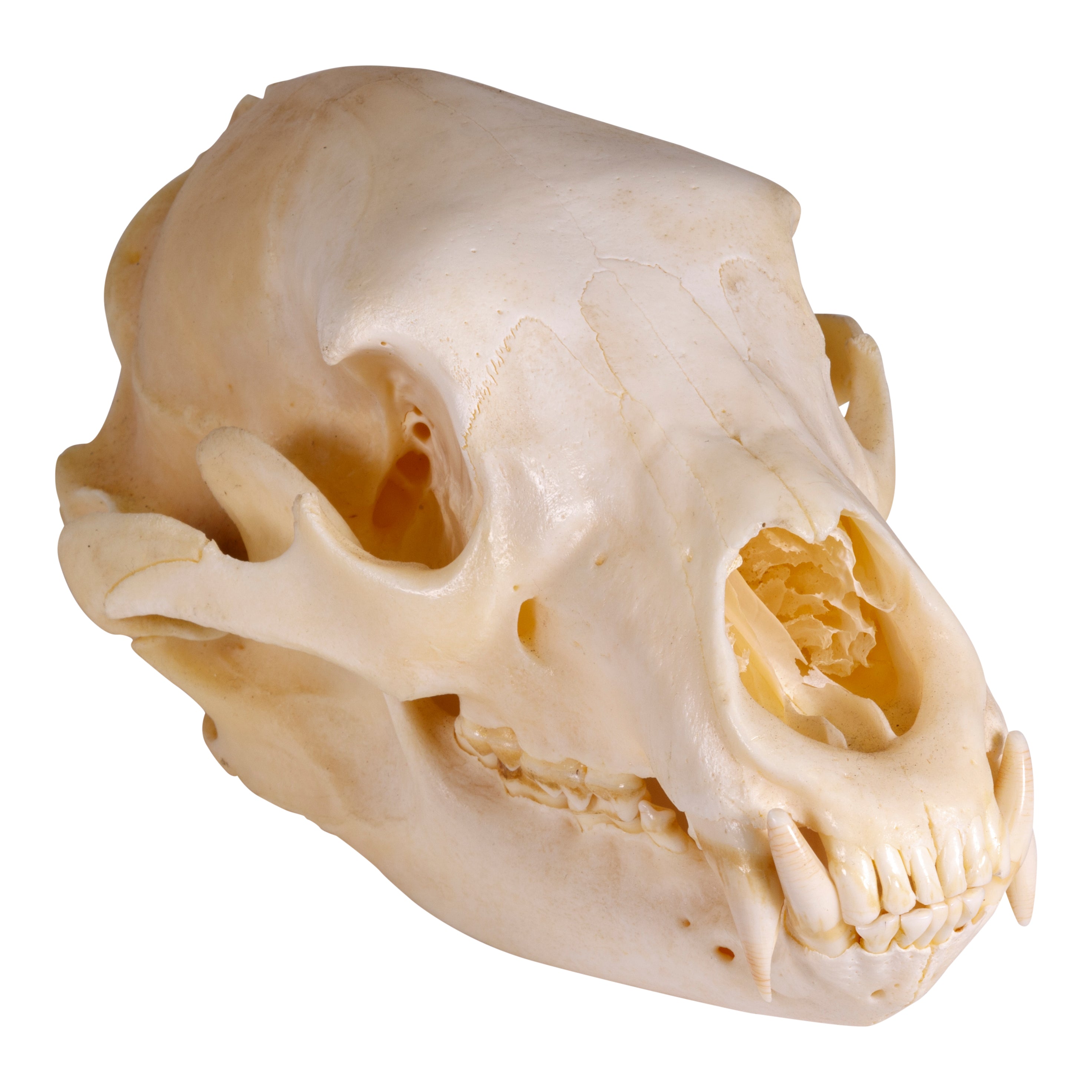 Idaho Black Bear Skull, Furnishings, Taxidermy, Bear