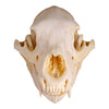 Idaho Black Bear Skull