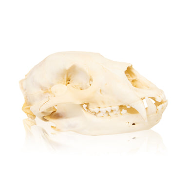 Idaho Black Bear Skull, Furnishings, Taxidermy, Bear