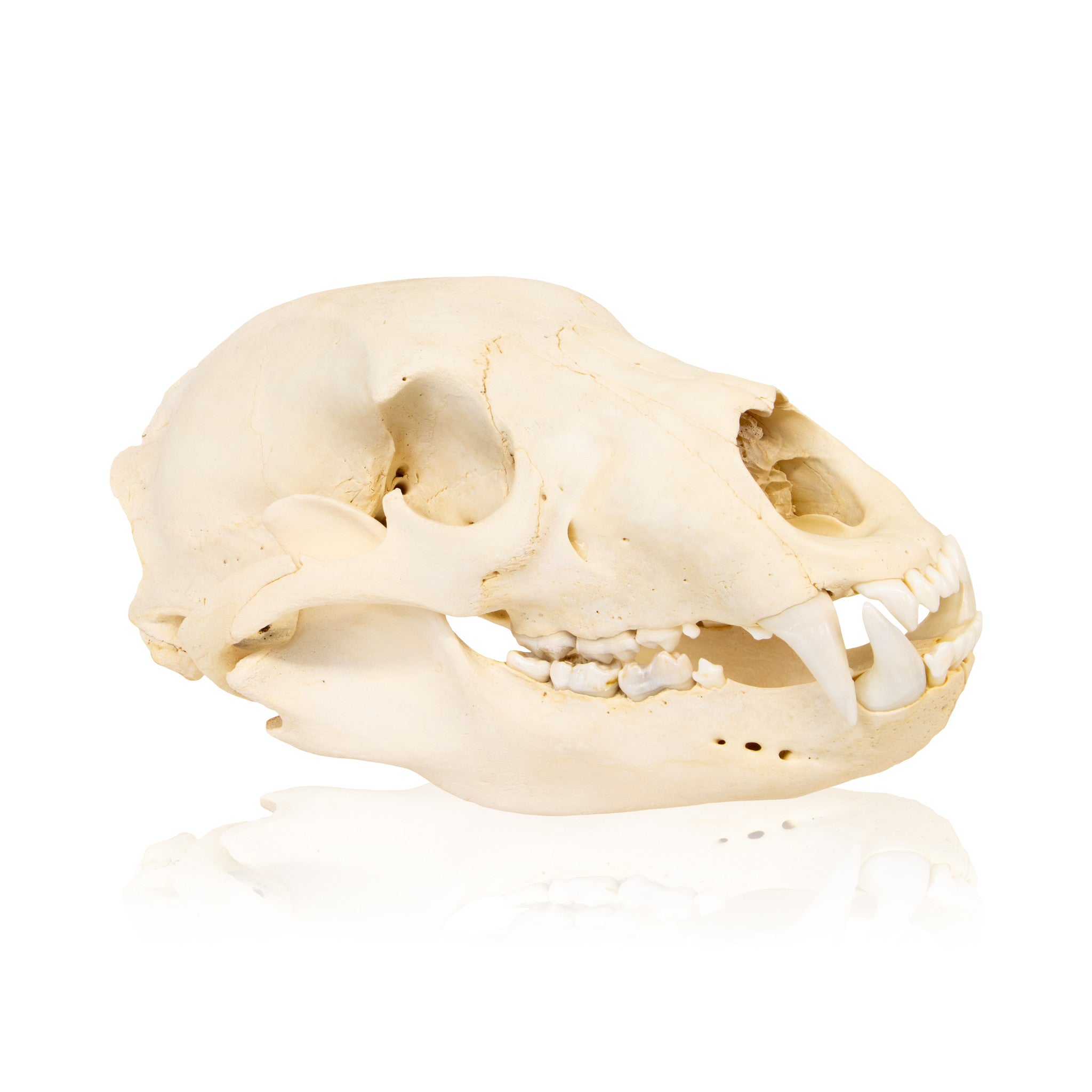 Idaho Black Bear Skull, Furnishings, Taxidermy, Bear