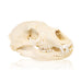Idaho Black Bear Skull, Furnishings, Taxidermy, Bear