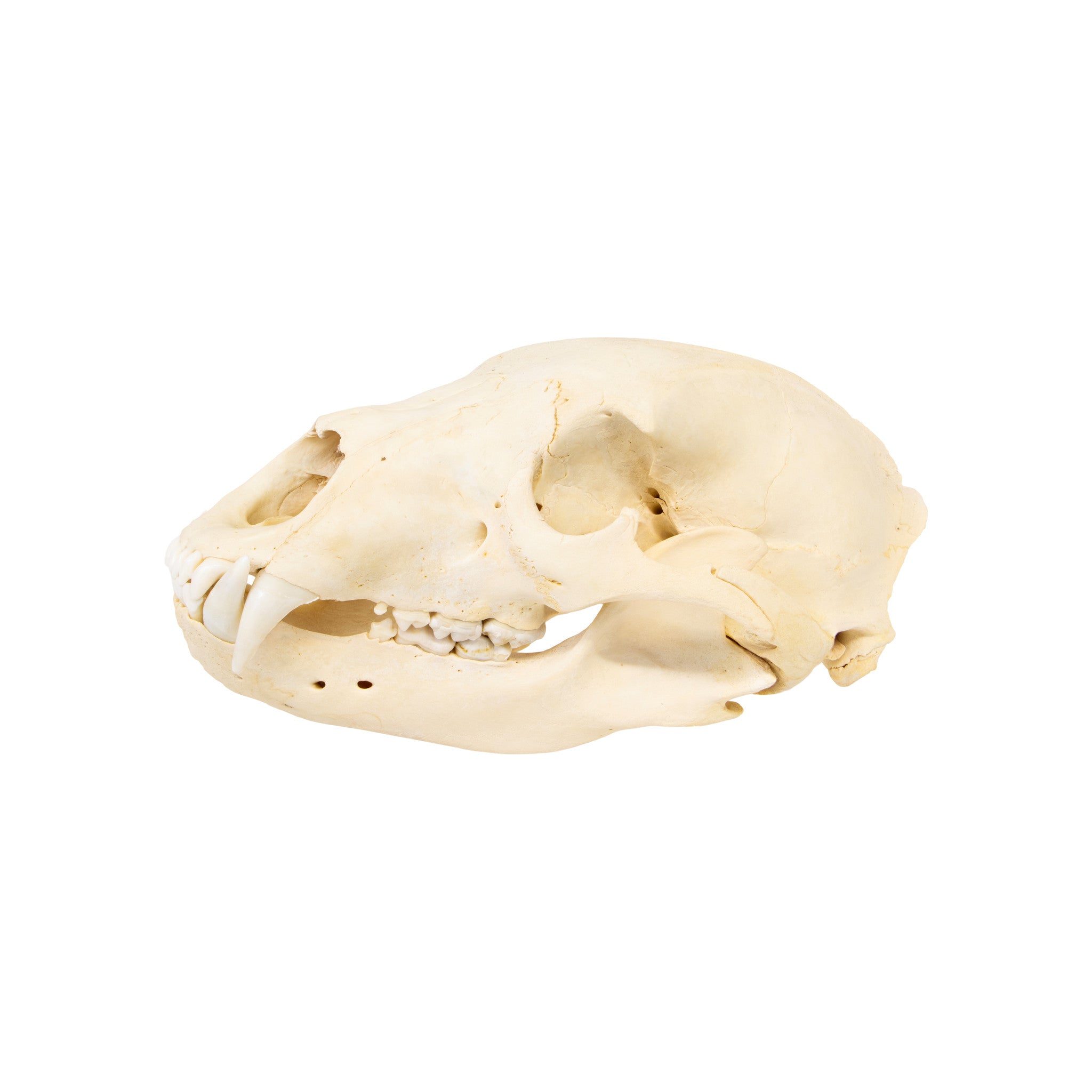 Idaho Black Bear Skull