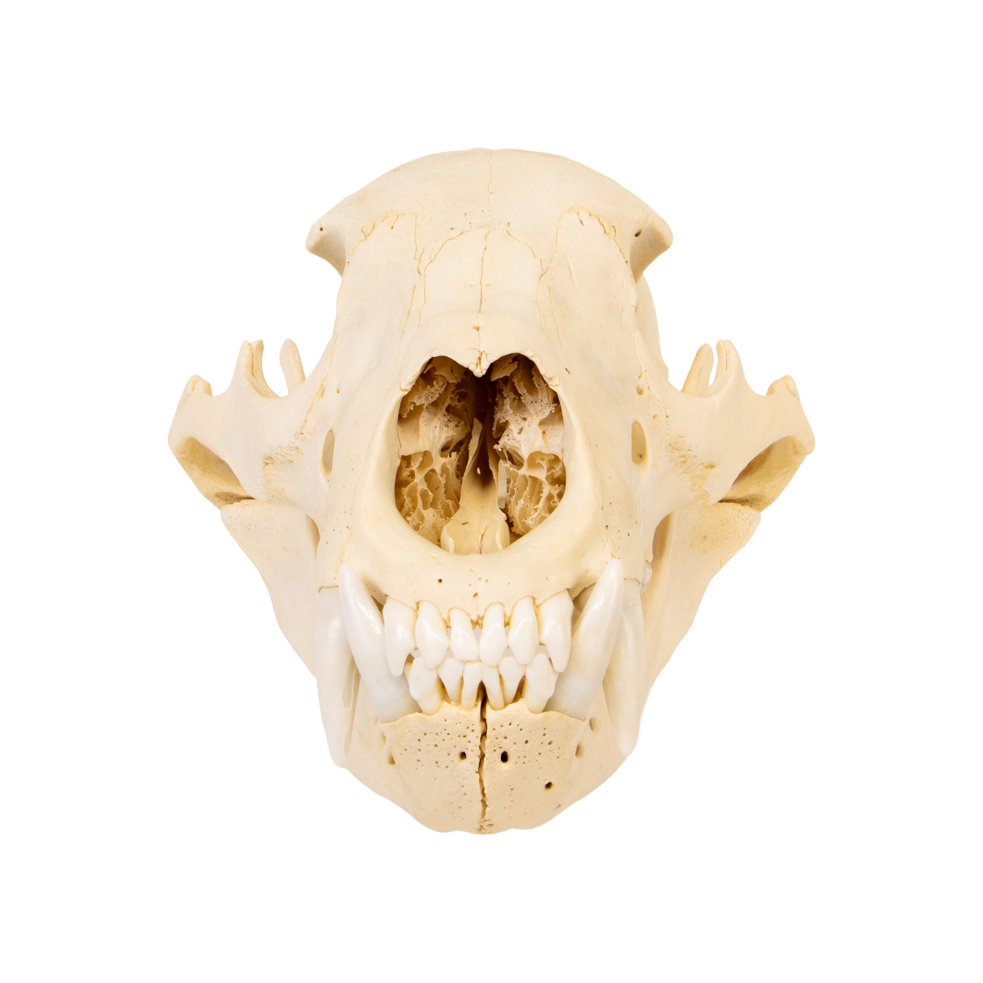 Idaho Black Bear Skull