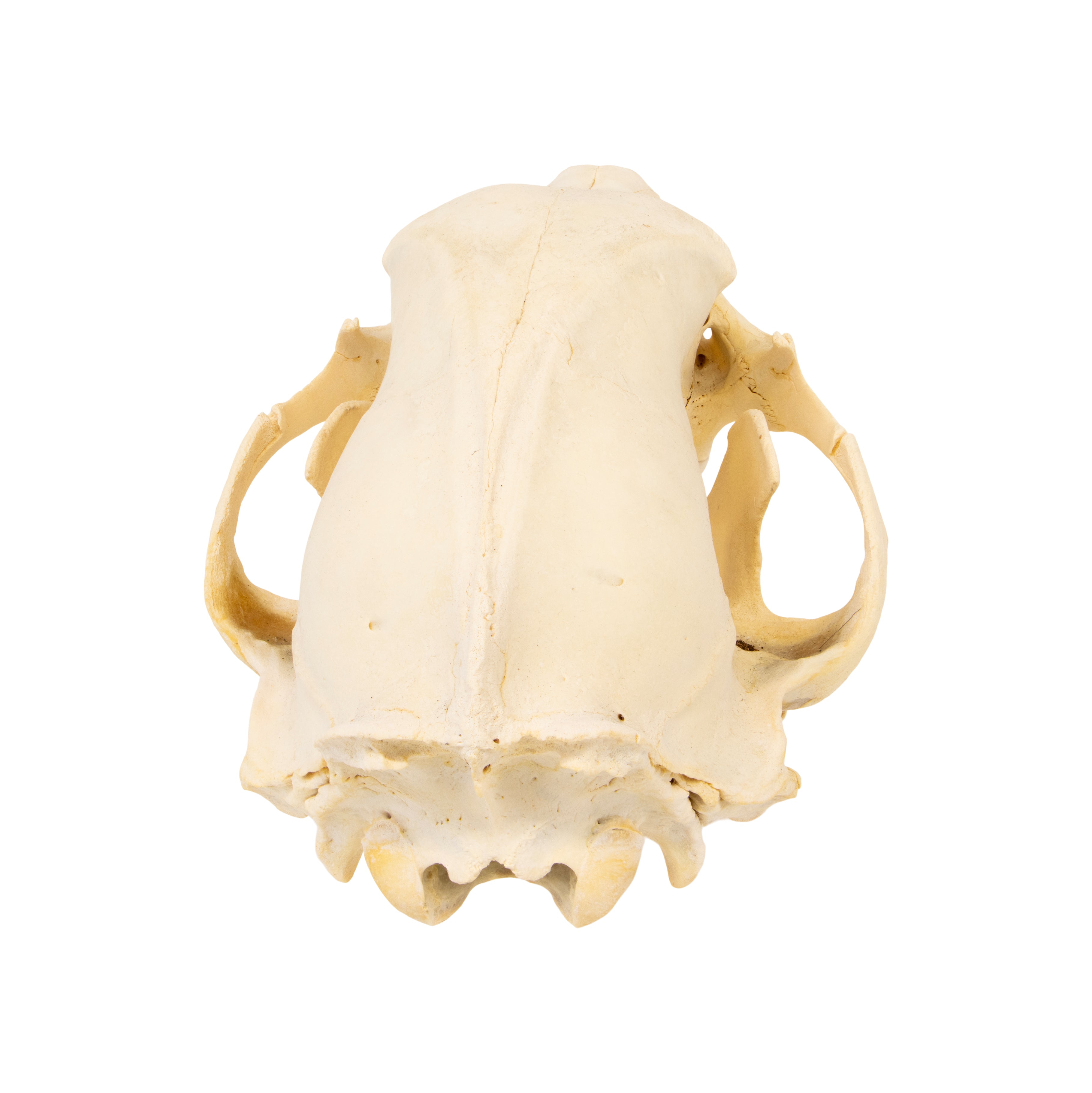 Idaho Black Bear Skull