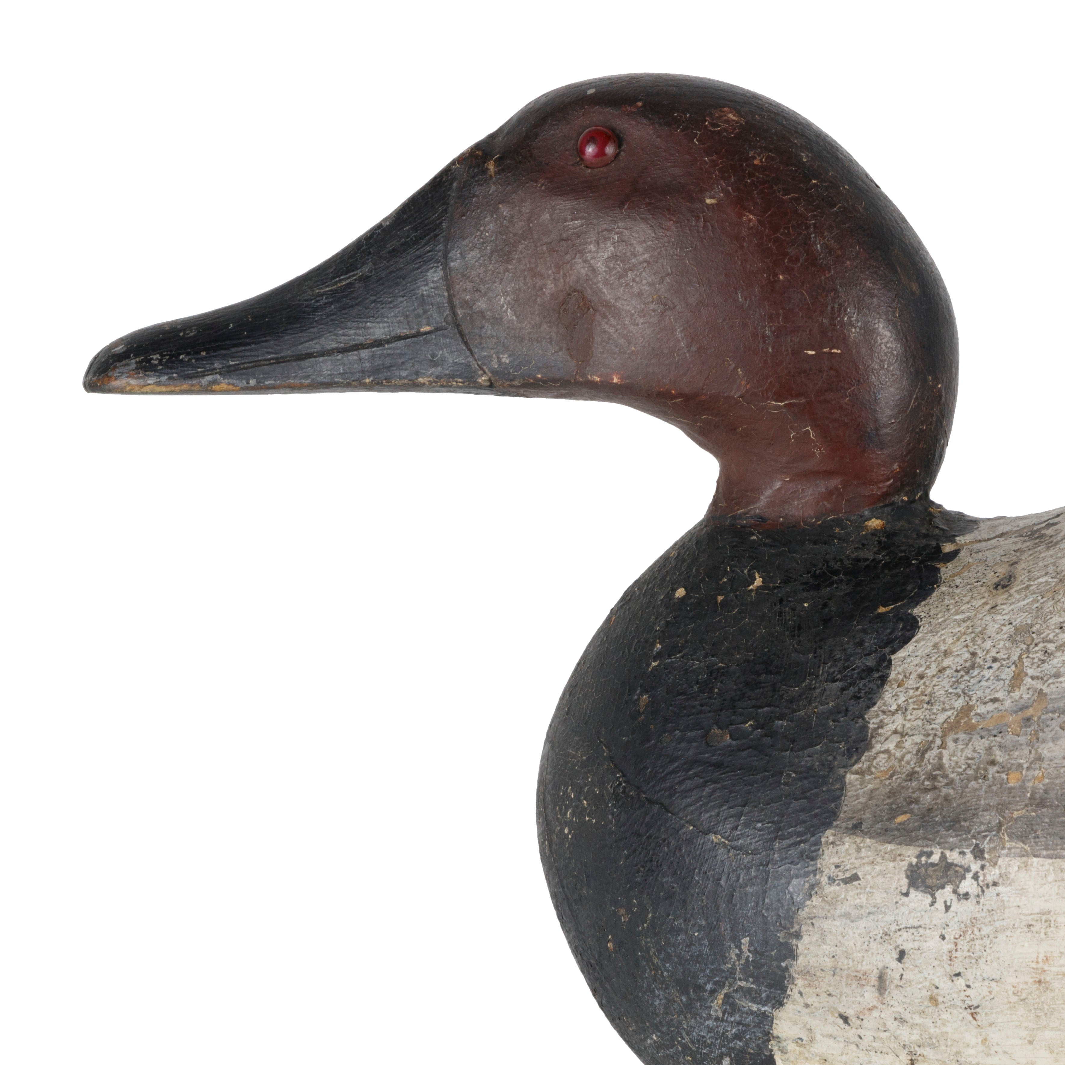 Canvasback Drake Decoy