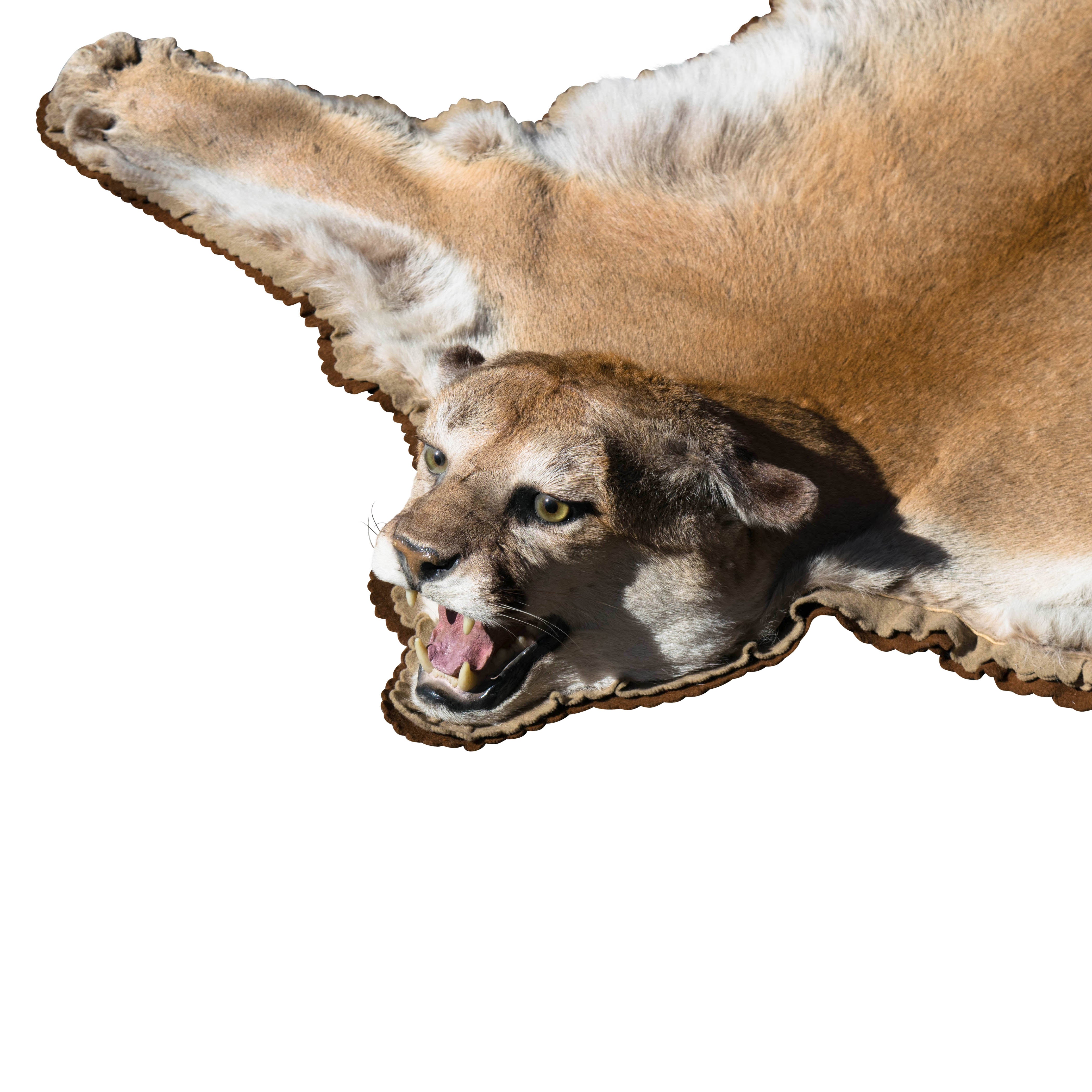 Arizona Cougar Rug