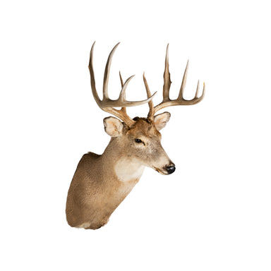Idaho Whitetail, Furnishings, Taxidermy, Deer
