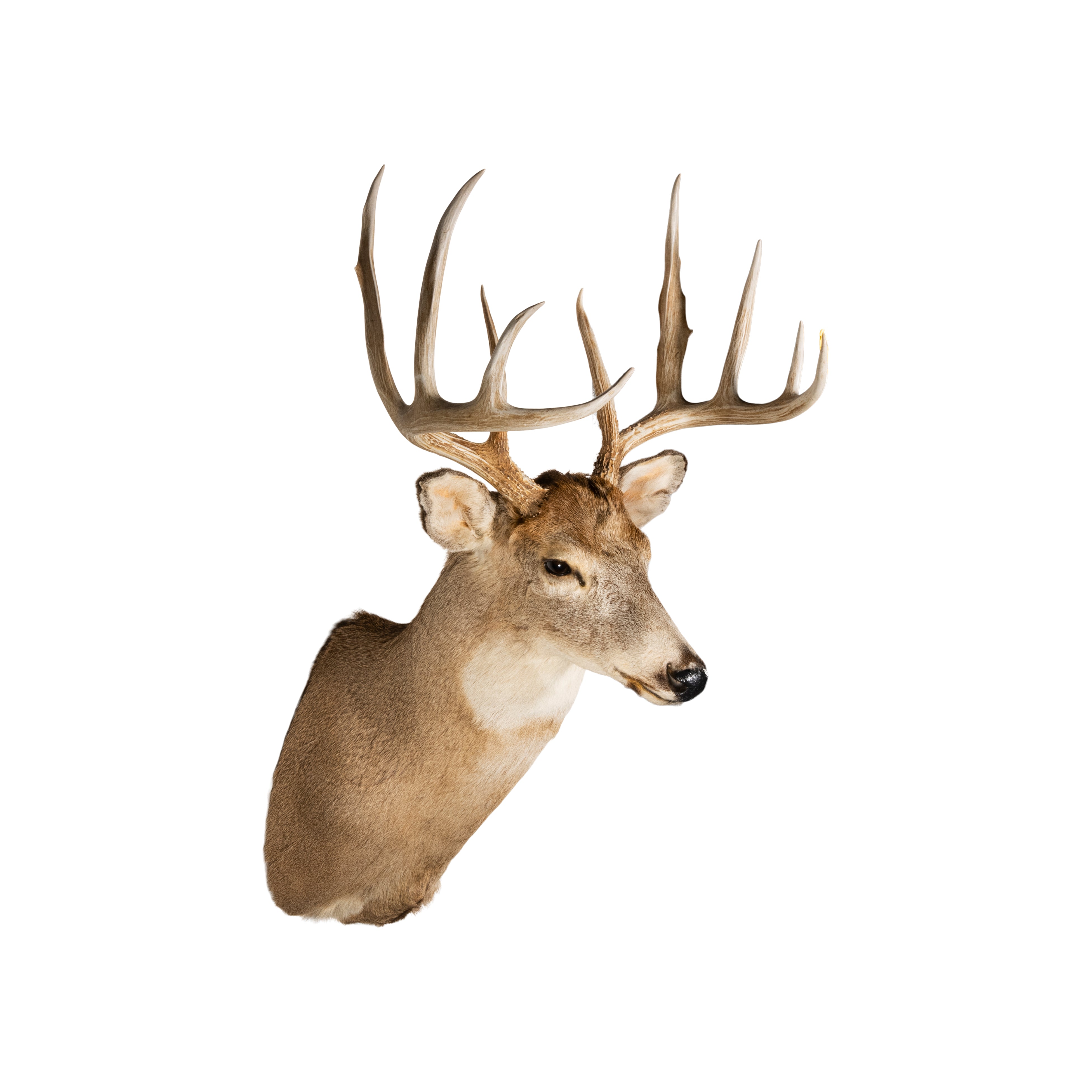 Idaho Whitetail, Furnishings, Taxidermy, Deer