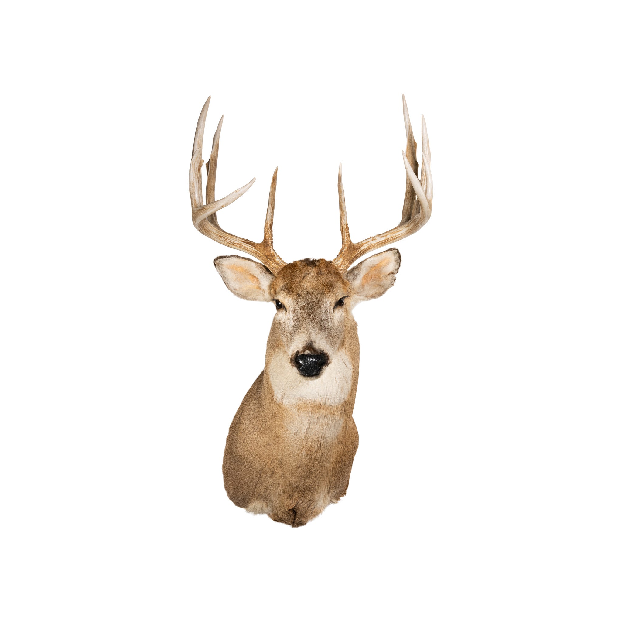 Idaho Whitetail