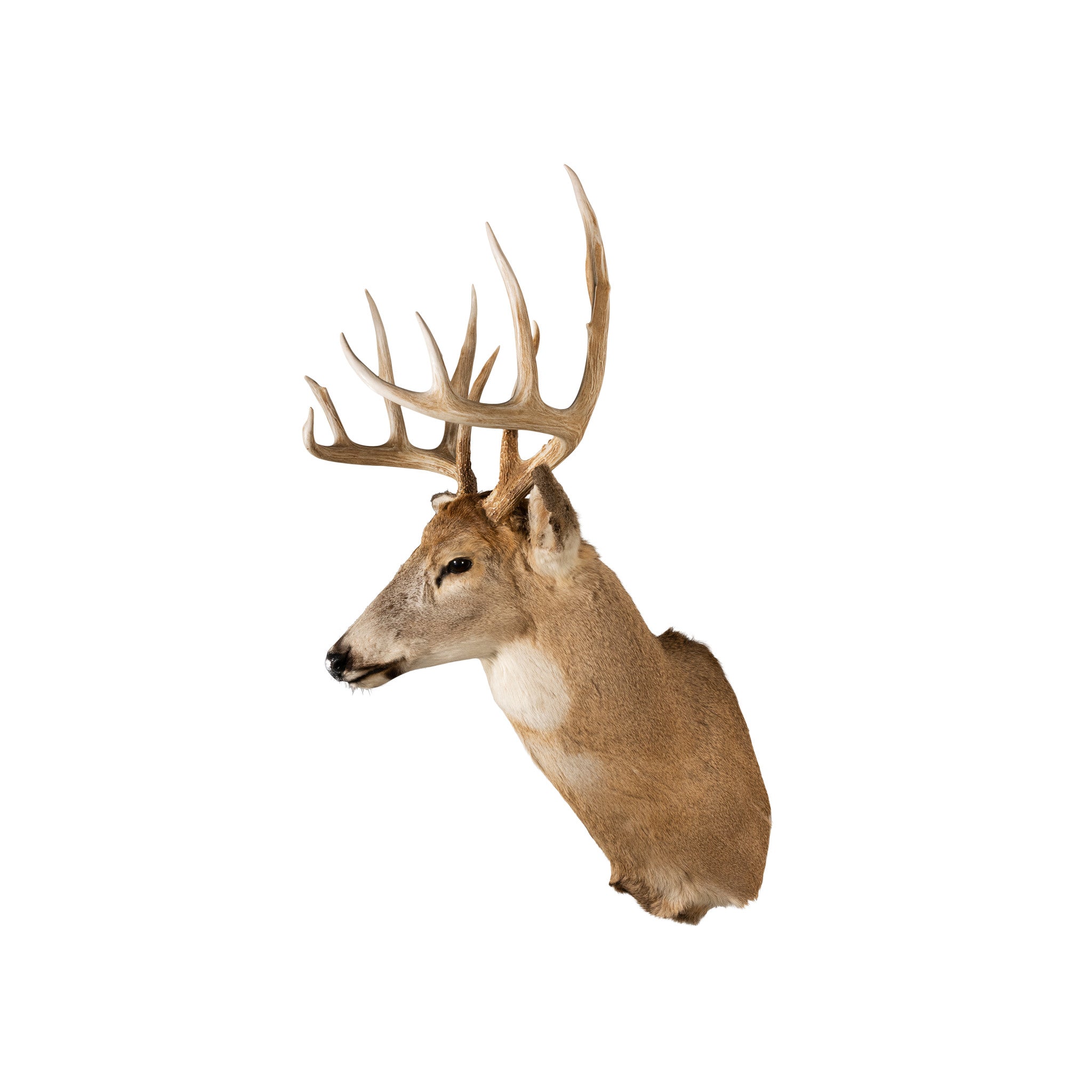 Idaho Whitetail