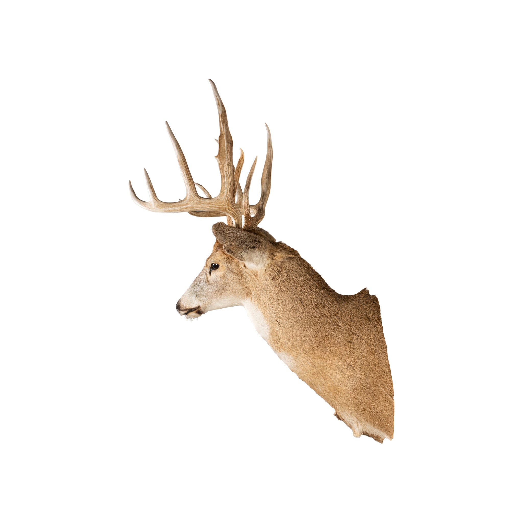 Idaho Whitetail