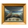 Quail Diorama, Furnishings, Taxidermy, Bird