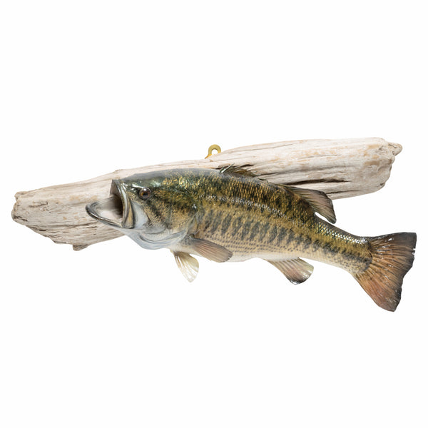 Small Mouth Bass, Furnishings, Taxidermy, Fish