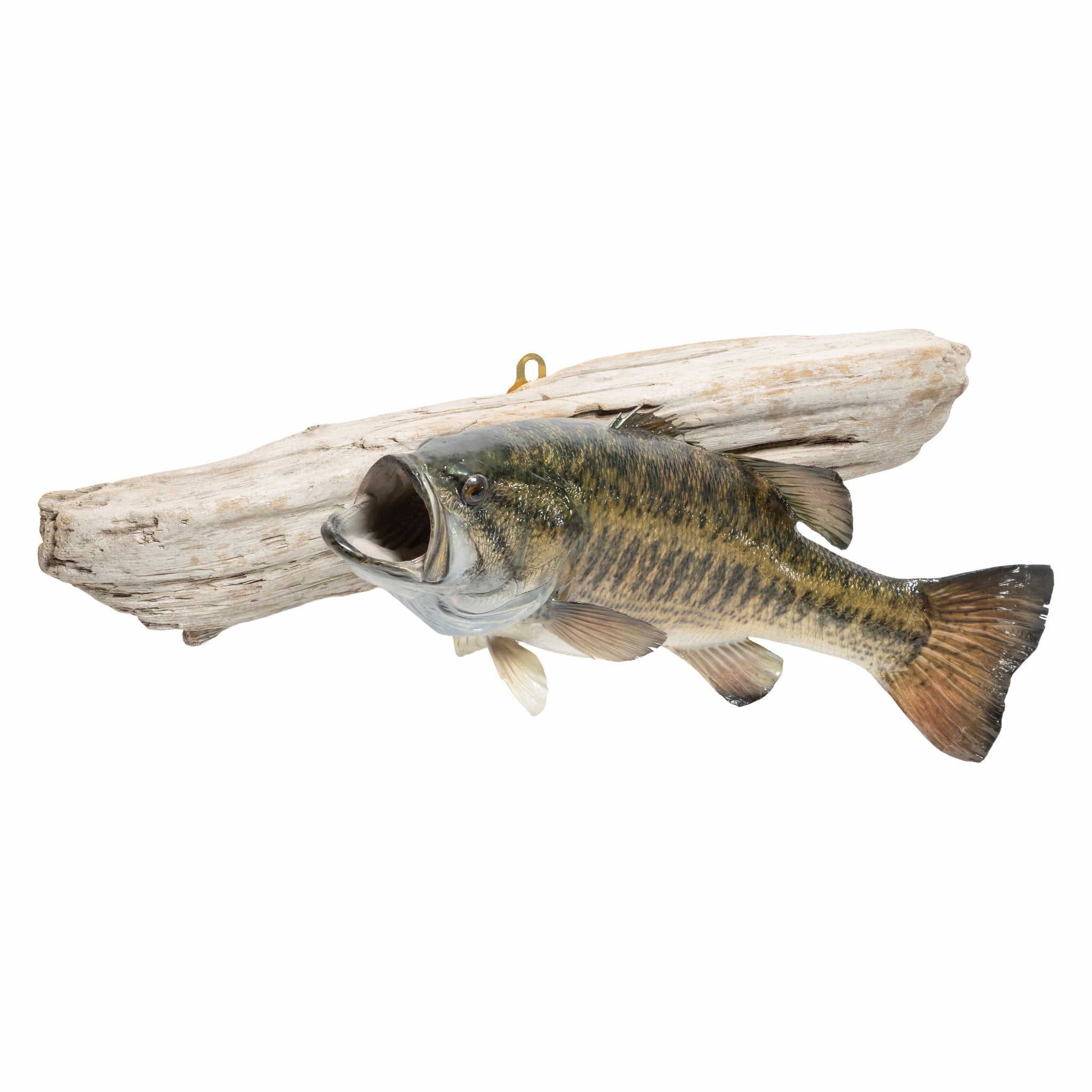 Small Mouth Bass