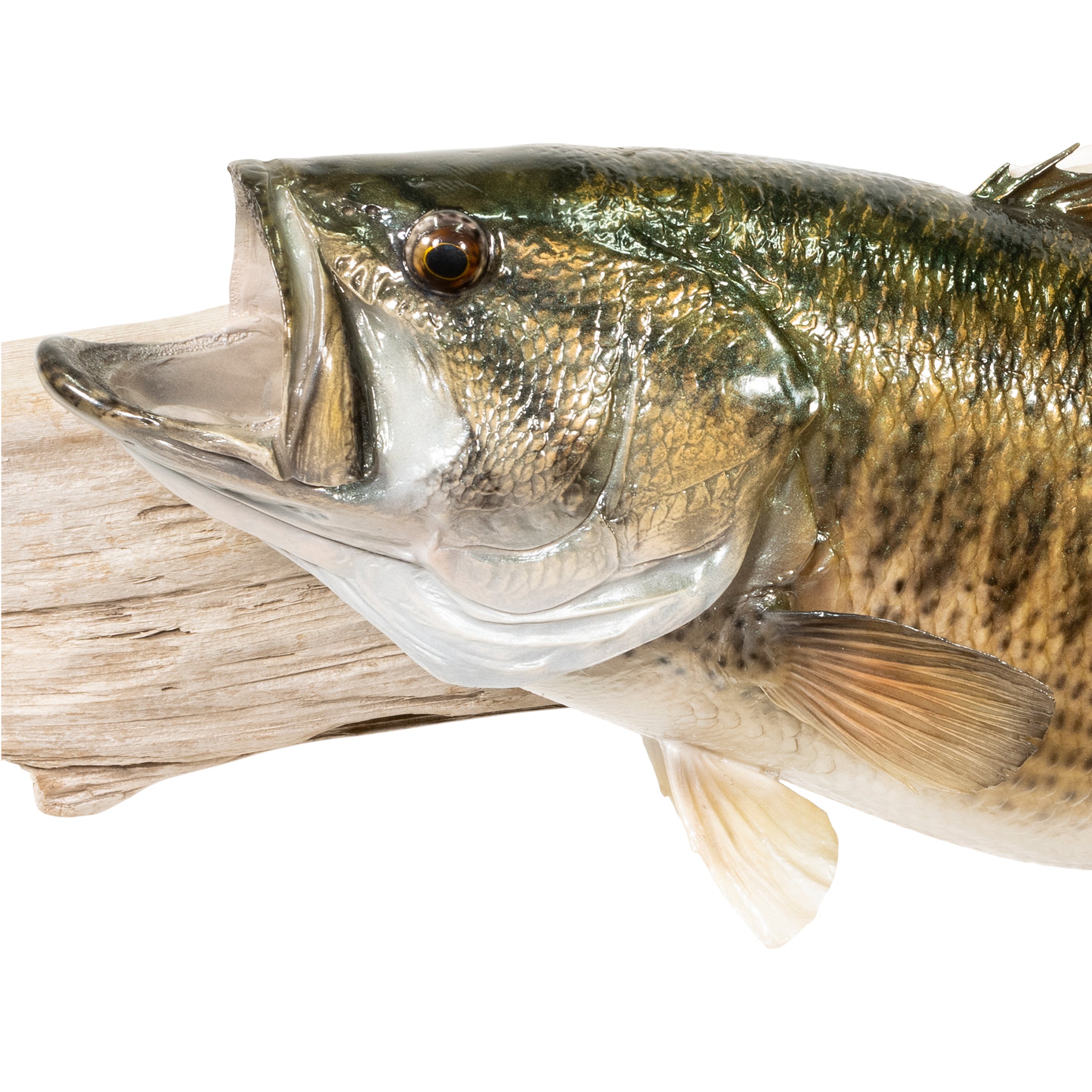 Small Mouth Bass
