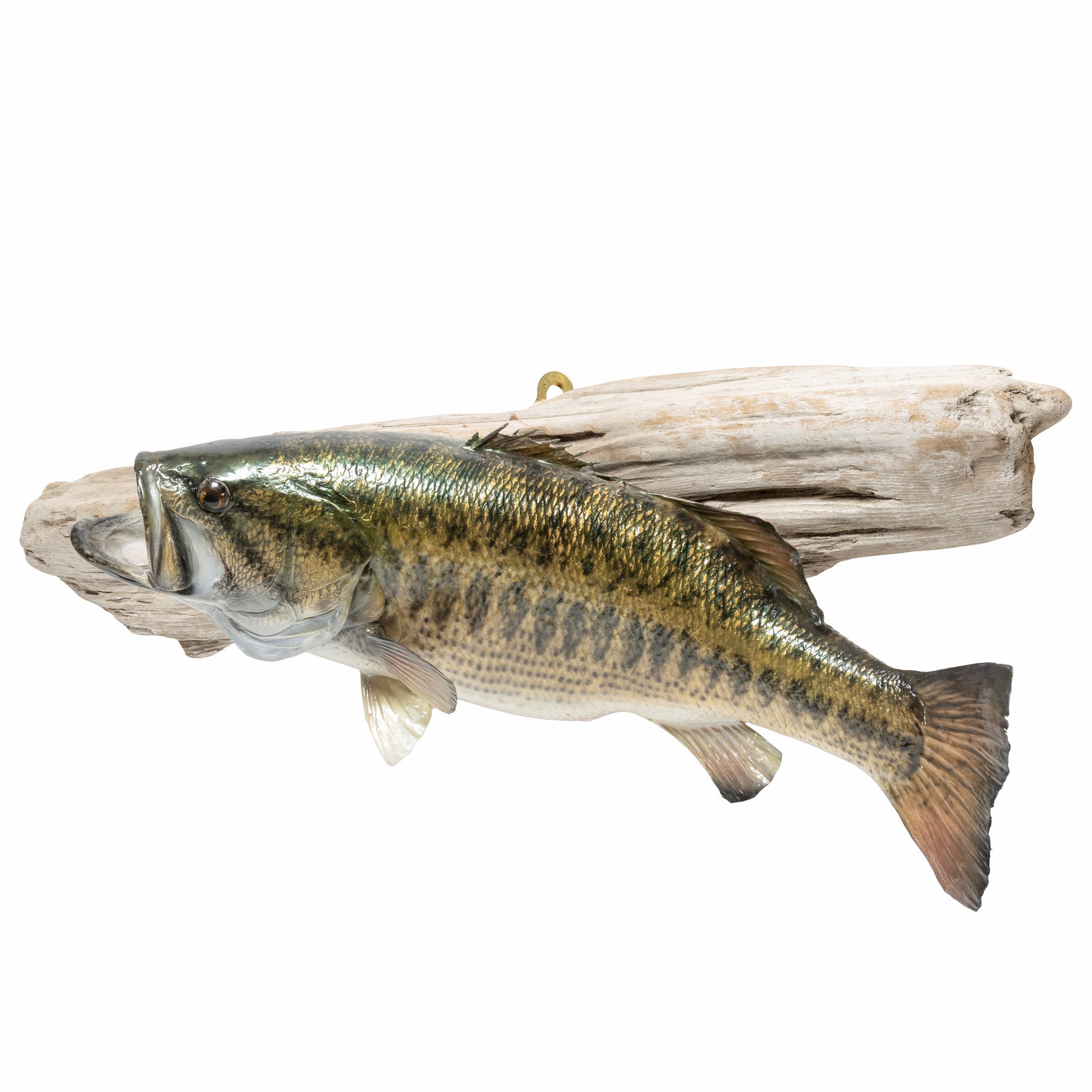 Small Mouth Bass
