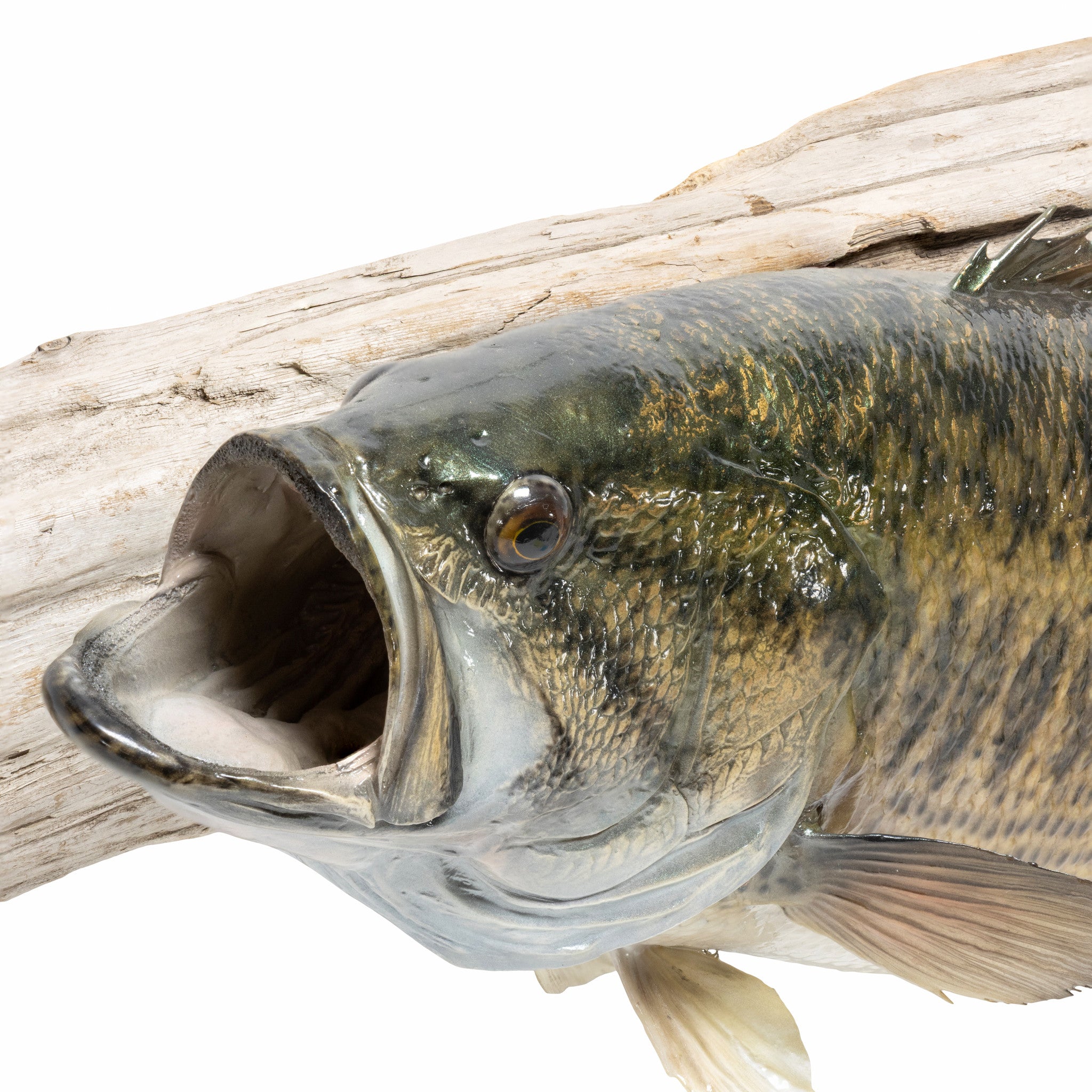 Small Mouth Bass