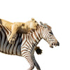 African Lion Attacking Zebra Mount