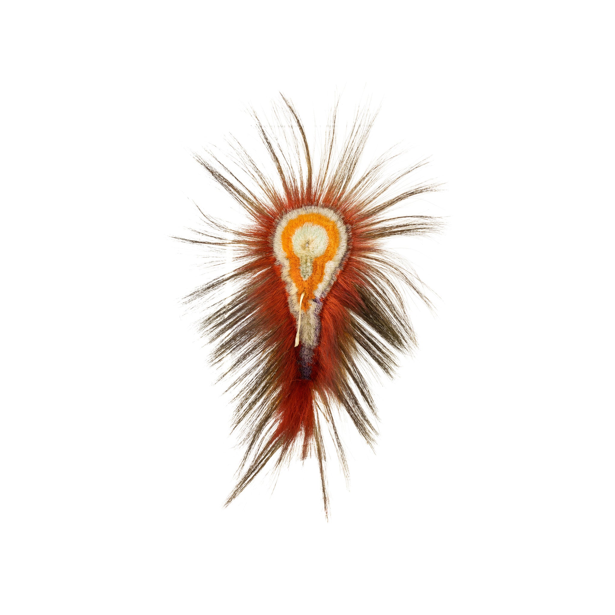 Northern Plains Roach