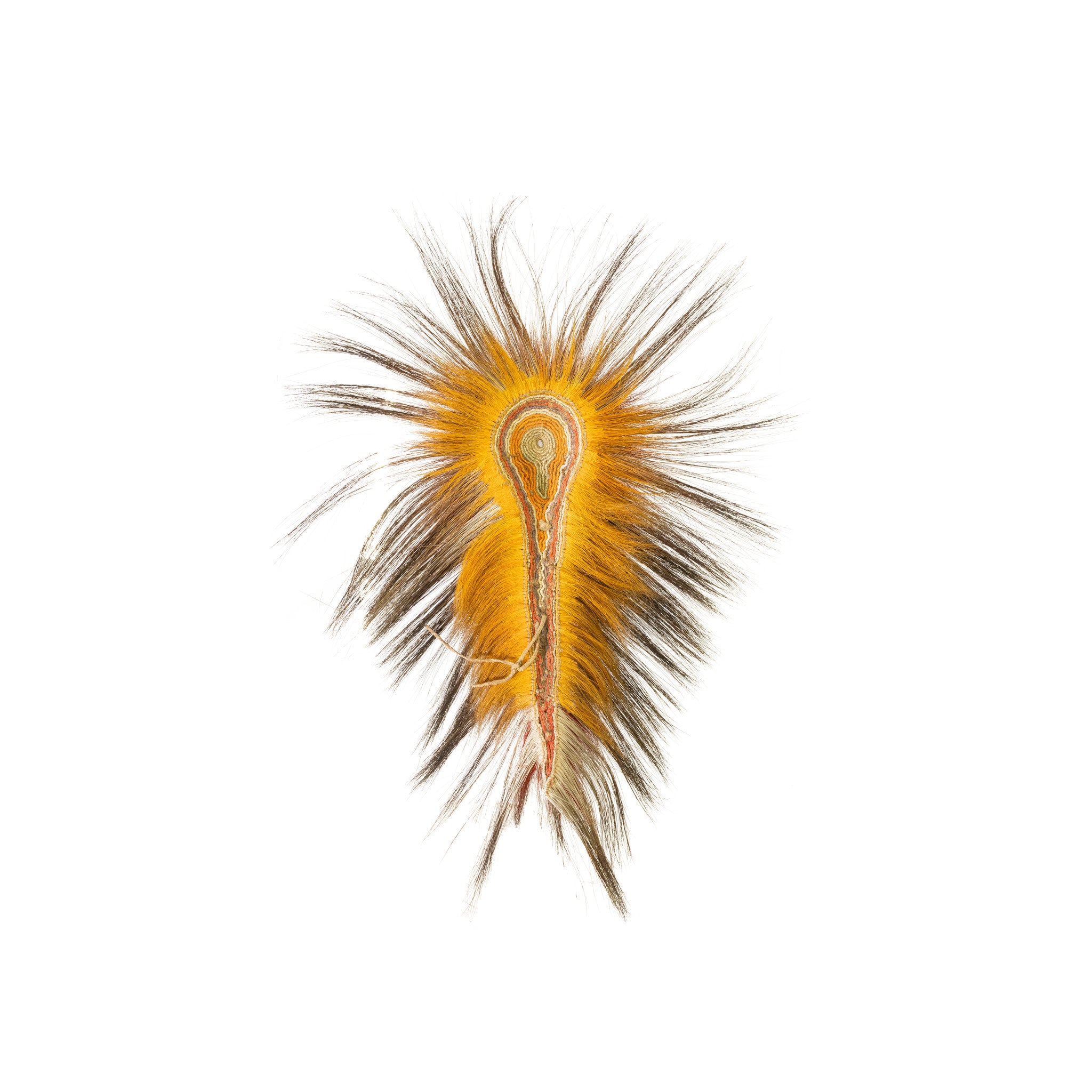 Northern Plains Roach