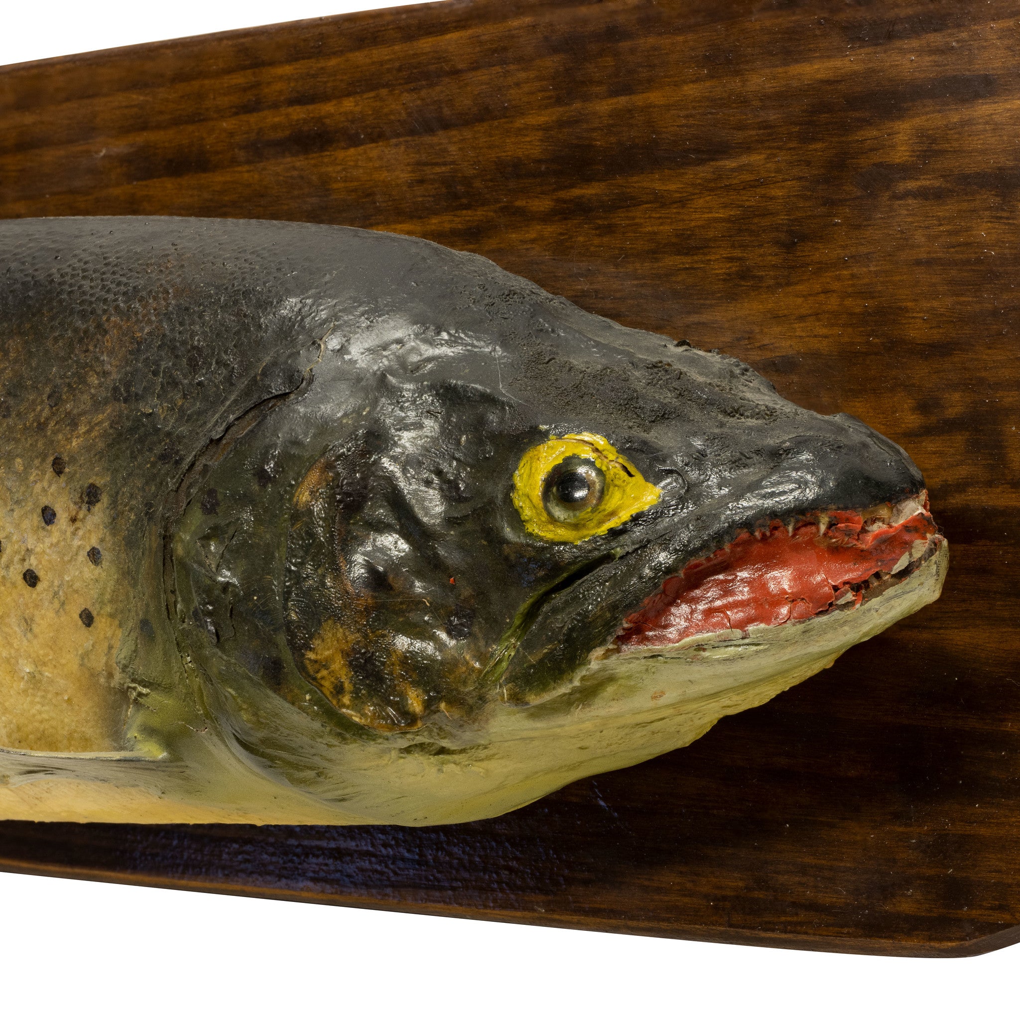 Ranch Trout