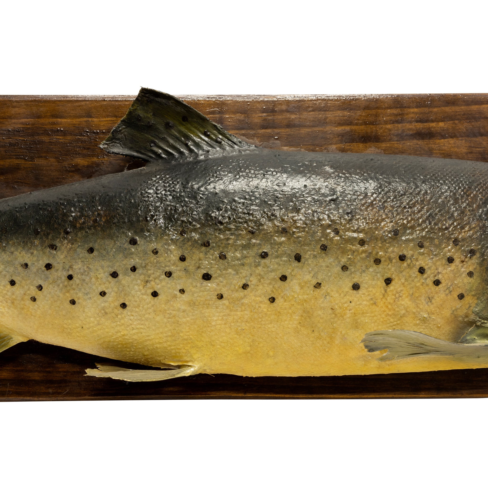 Ranch Trout