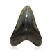 Megalodon Tooth, Other, Prehistoric, Tooth