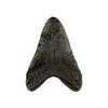 Megalodon Tooth