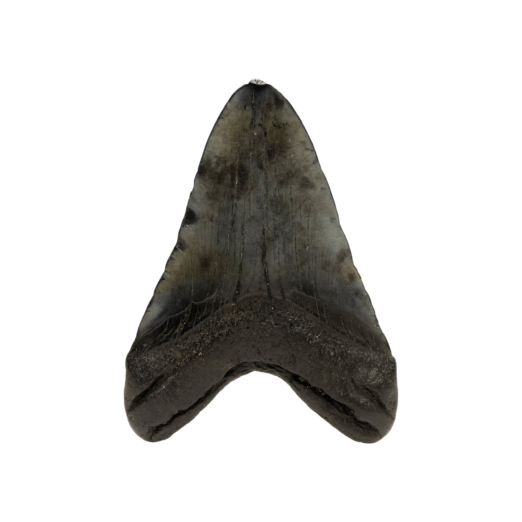 Megalodon Tooth