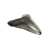 Megalodon Tooth