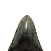 Megalodon Tooth