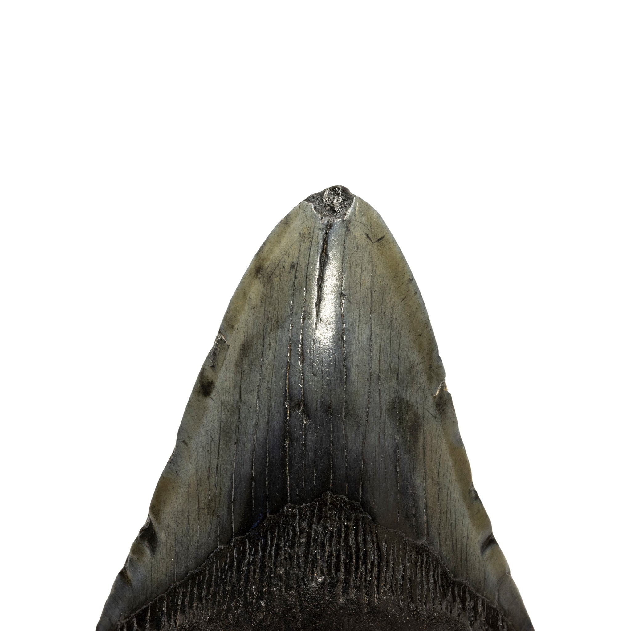 Megalodon Tooth