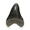 Megalodon Tooth, Other, Prehistoric, Tooth