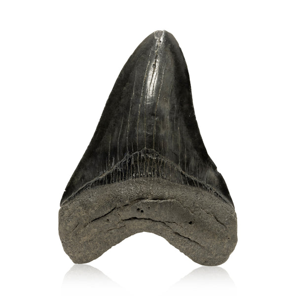 Megalodon Tooth, Other, Prehistoric, Tooth