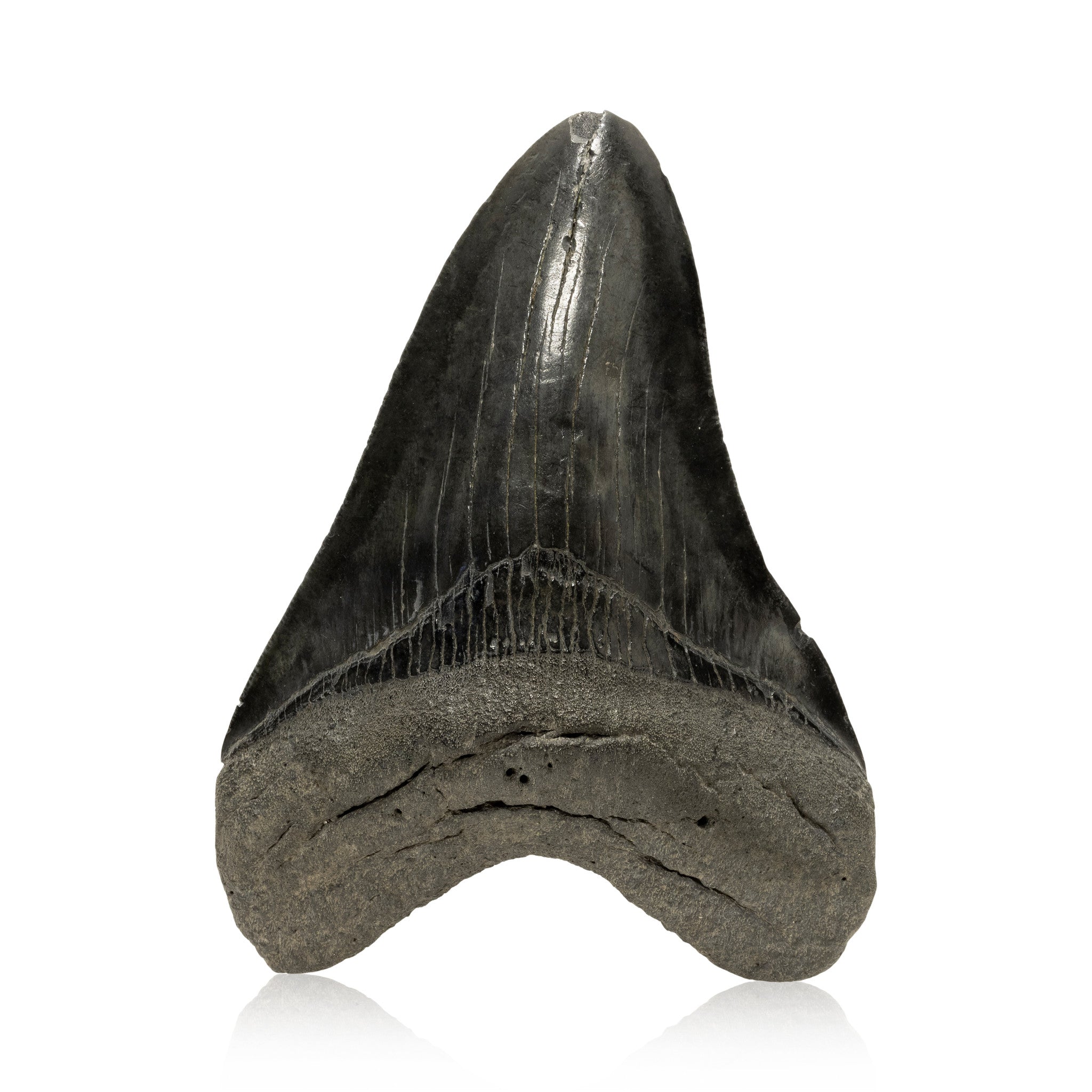 Megalodon Tooth, Other, Prehistoric, Tooth