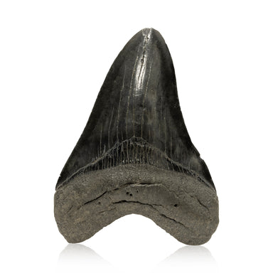 Megalodon Tooth, Other, Prehistoric, Tooth