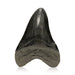 Megalodon Tooth, Other, Prehistoric, Tooth