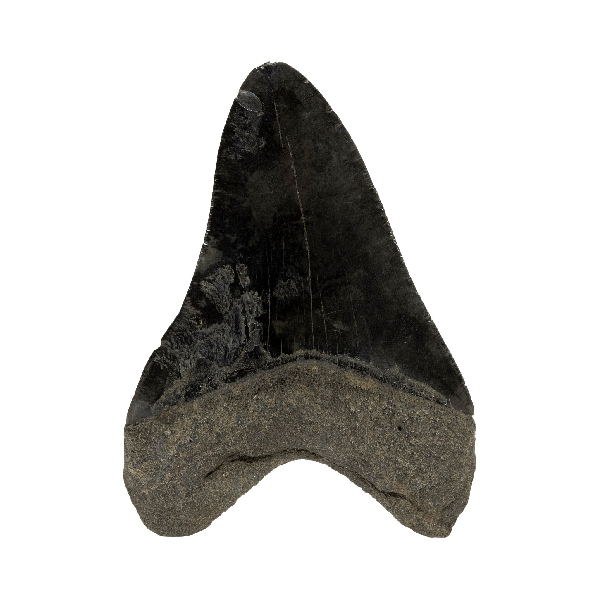 Megalodon Tooth