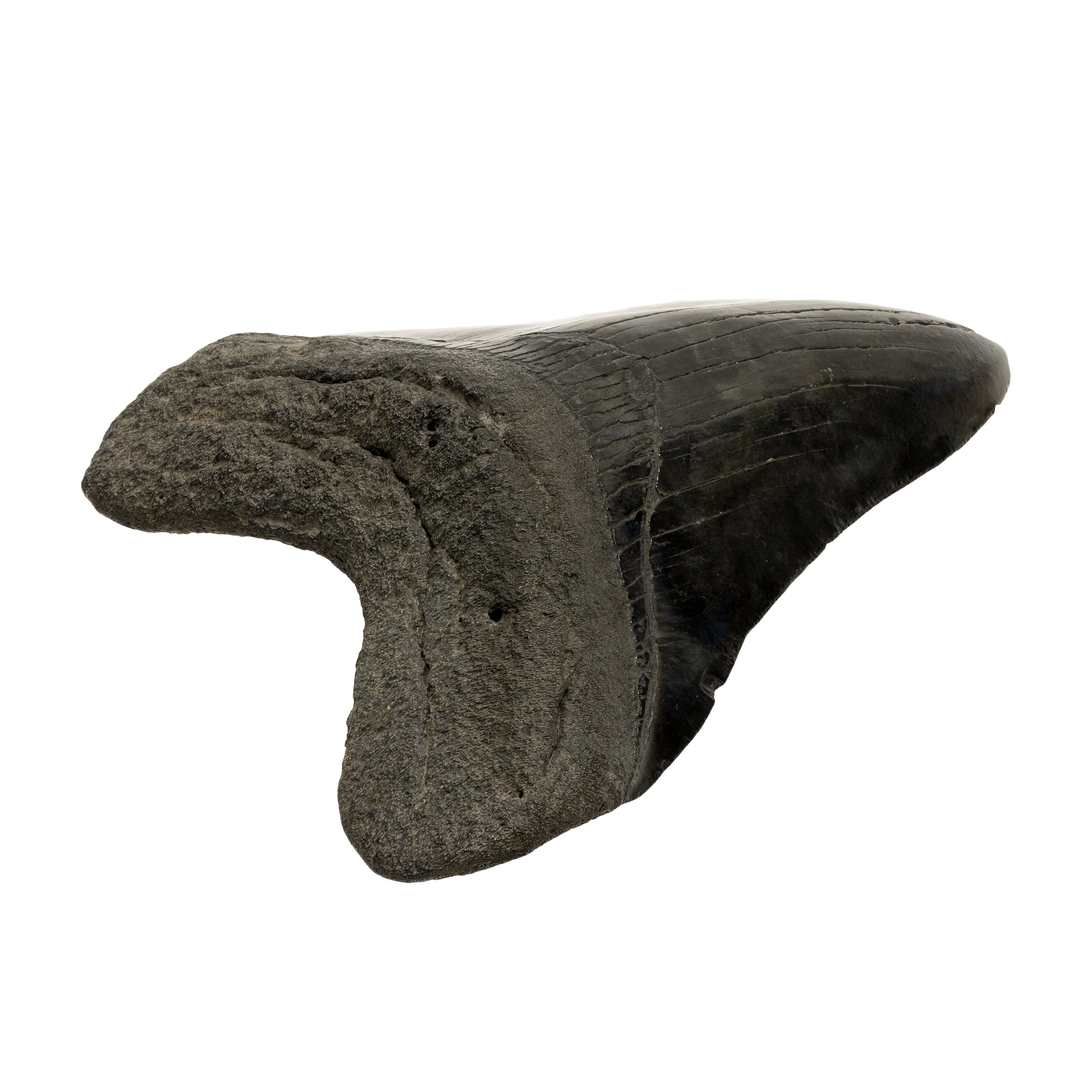 Megalodon Tooth