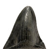 Megalodon Tooth