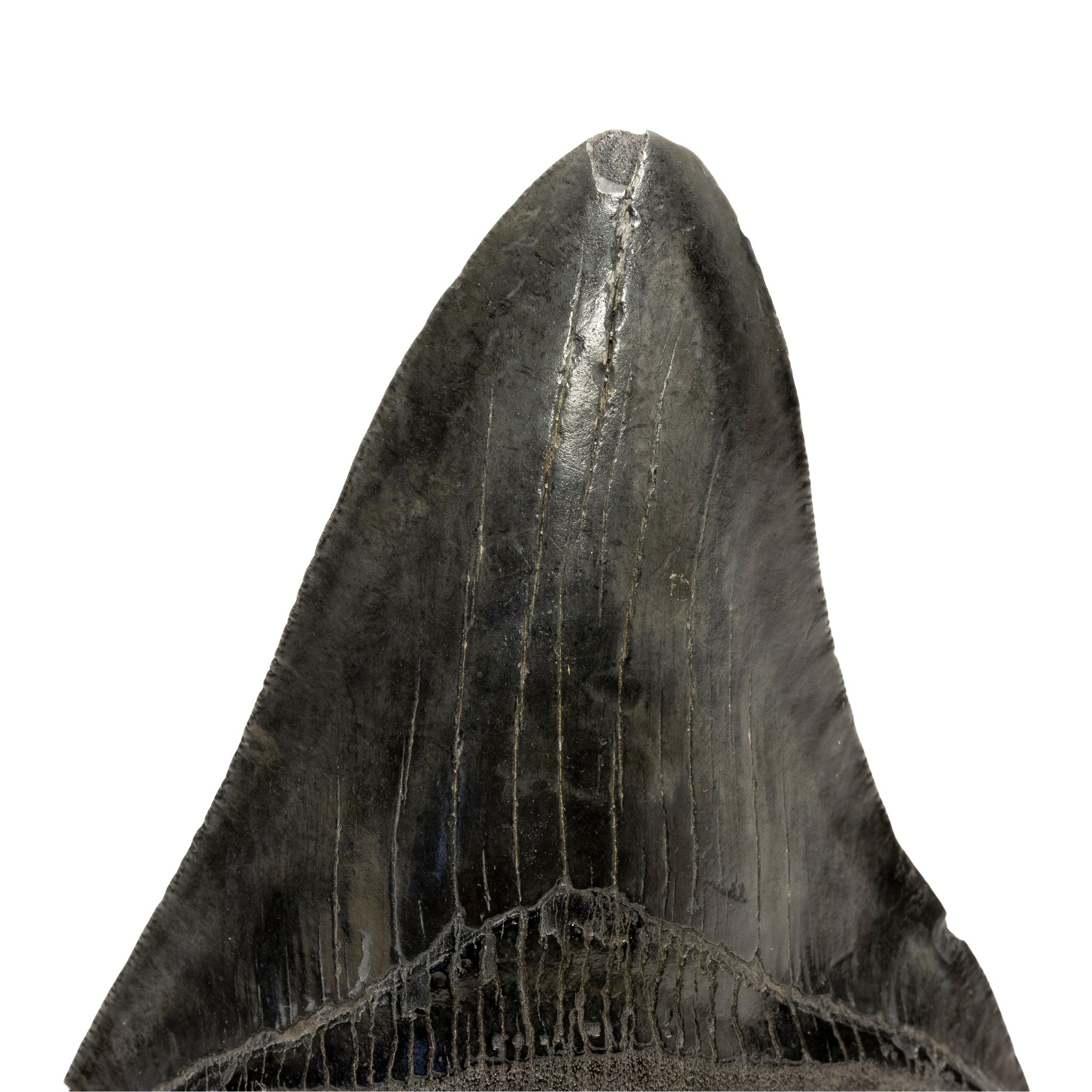 Megalodon Tooth